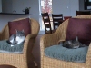 \"With Two Cats... In A Chair\"